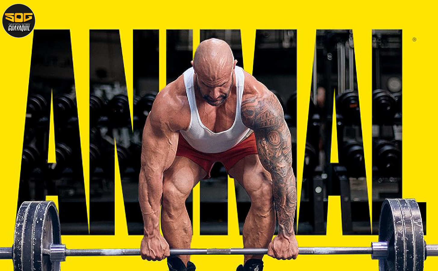 MULTIVITAMÍNICO ANIMAL PAK 44 PACK